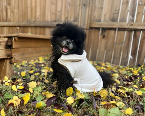 Pet Boarding Calgary