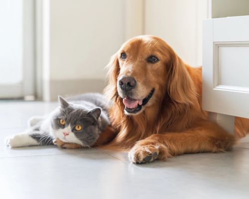 Pet Sitting Calgary
